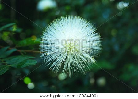 Flor de Acacia de bola blanca