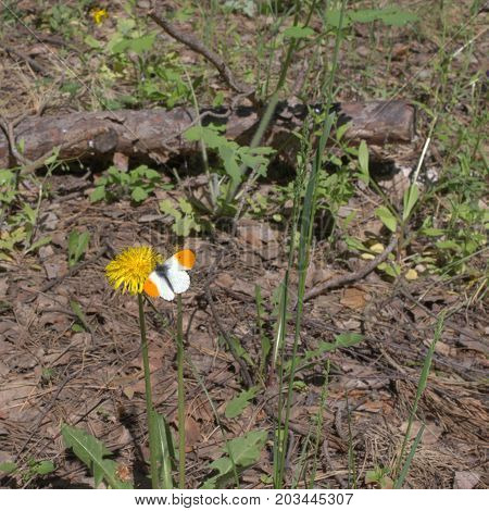 Orange Tip Male Butterfly On A Dandelion Flower. Square Frame