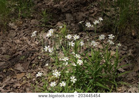 Greater Stitchwort Small Bush On The Dark Forest Glade