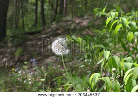Blown By The Wind Ripe Fruit Of Dandelion Officinale Closeup