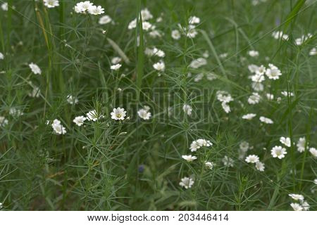Stellaria Holostea Blooming Flower At Herbal Meadow