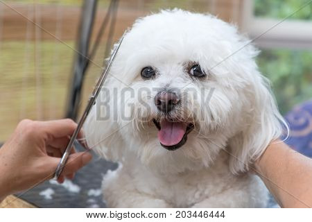 Closeup view of groomed smiling cute white Bolognese dog. The dog is looking at the camera.