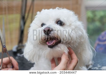 Closeup view of groomed cute white Bolognese dog. The dog is looking at the groomer.