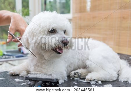 Cutting ears of smiling cute white Bolognese dog lying on the grooming table.