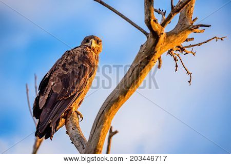 Steppe eagle or Aquila nipalensis pearching on a tree branch