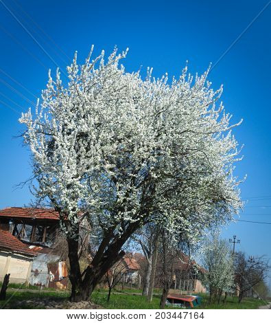 Flowering cherry tree at street in spring