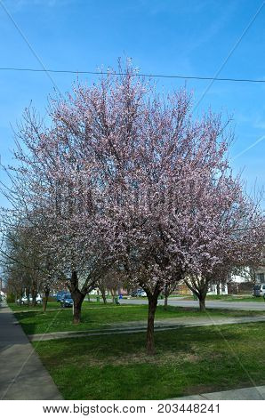 Blossoming tree with pink flowers at spring