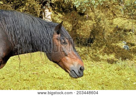 horse on a grassland close up photo