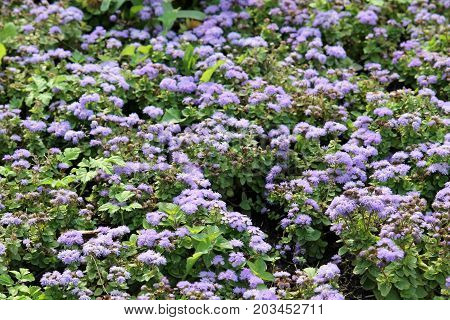 Small blue flowers of Mexican paintbrush (Ageratum houstonianum) or flossflower on flowerbed