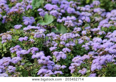 Small blue flowers of Mexican paintbrush (Ageratum houstonianum) or flossflower on flowerbed