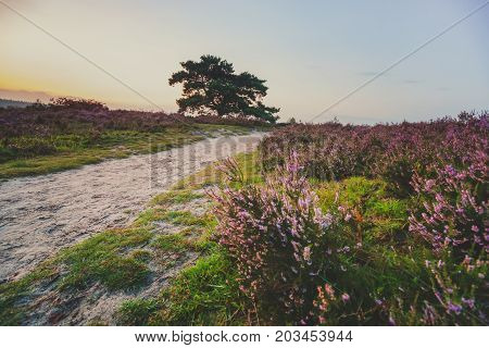 Sandpaths in a thriving pagan landscape full of purple blossoms. Typical Veluws landscape in Dutch natural areas