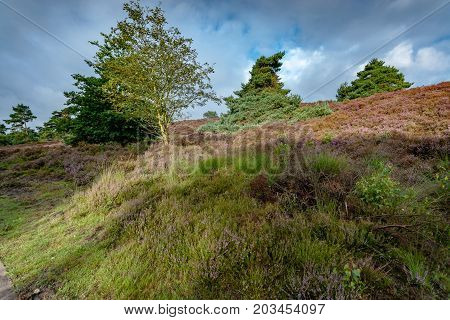 Purple flowering heaths and bushes on the Renderklippen near Epe Heerde on the Dutch Veluwe. The end of summer and the entrance of autumn.