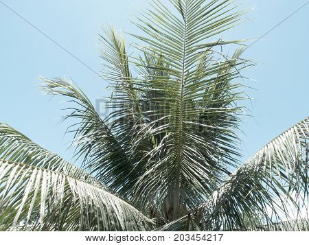 Palm tree leaves on sky background. Coco palm tree vintage toned photo. Tropical nature retro image with cinematic effect. Fluffy palm leaf on clear sky. Faded photo of exotic island. Summer travel