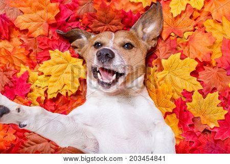 Autmn Fall Leaves Dog Selfie
