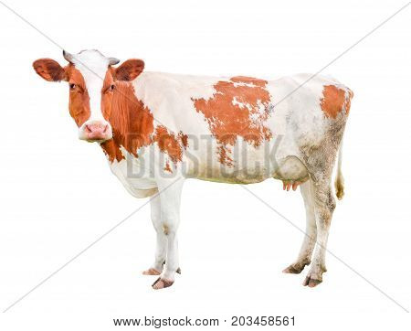 Beautiful young cow isolated on white and loking into camera. Funny red and white spotted cow full length isolated on white background.
