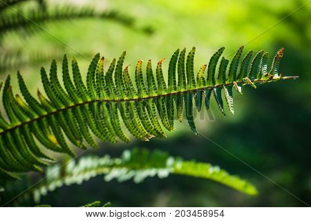 Nephrolepis Exaltata (the Sword Fern)