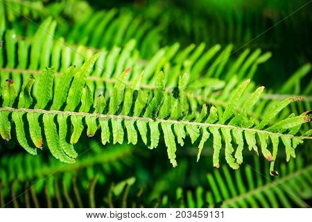 Nephrolepis Exaltata (the Sword Fern)
