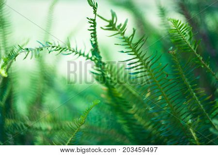 Nephrolepis Exaltata (the Sword Fern)