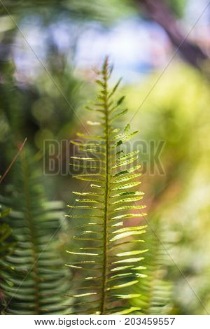 Nephrolepis Exaltata (the Sword Fern)