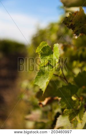 Closeup of a grapevine against a blue sky