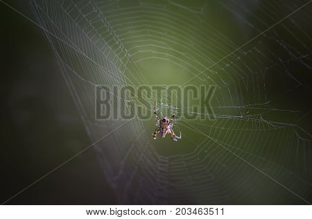 small spider (Metellina segmentata) in a big net in the forest backlit