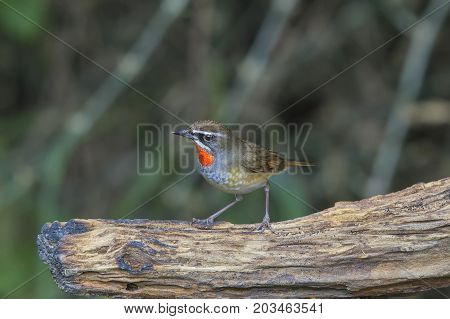 Beautiful of Siberian Rubythroat Bird (Calliope calliope) in nature Thailand