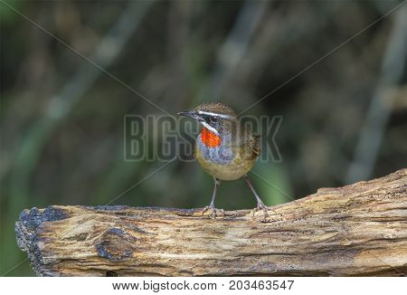 Beautiful of Siberian Rubythroat Bird (Calliope calliope) in nature Thailand