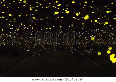 firefly flying at the forest in Thailand
