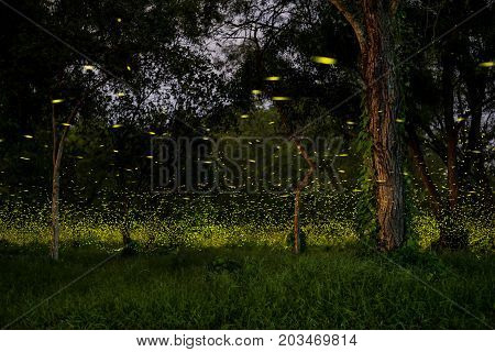 firefly flying at the forest in Thailand