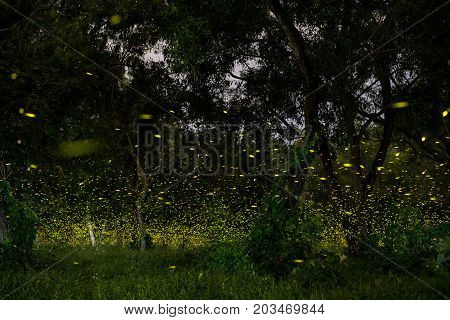 firefly flying at the forest in Thailand