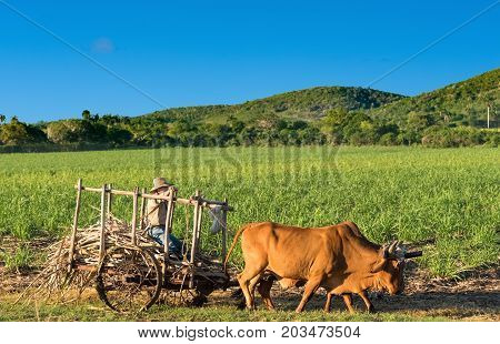 Cienfuegos Cuba - June 30 2017: Cuban field farmer on the sugarcane field on his ox wagon in Cienfuegos Cuba - Serie Cuba Reportage