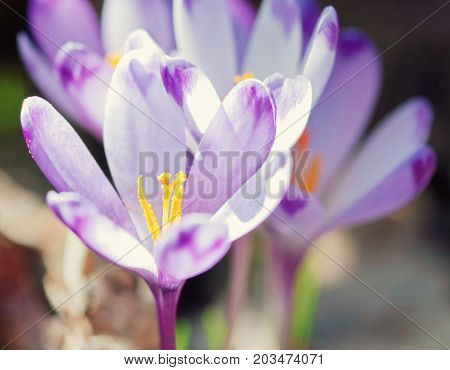 Purple crocus flowers - crocus heuffelianus in the spring meadow. Seasonal natural scene. Photo filter.