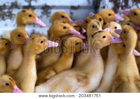 Close up flock of small pretty ducklings having rest on the ground