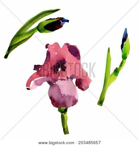 Wildflower iris flower in a watercolor style isolated. Full name of the plant: flower-de-luce. Aquarelle wild flower for background, texture, wrapper pattern, frame or border.