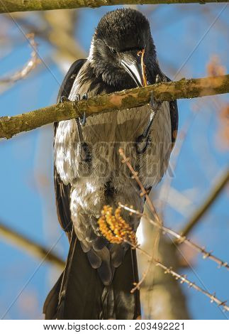 Portrait of a gray crow. Hooded Crow, Corvus cornix is a Eurasian bird species in the crow genus