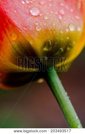 Close-up of water droplets on a colorful tulip