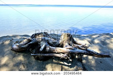 Two Old Stump On The Lake