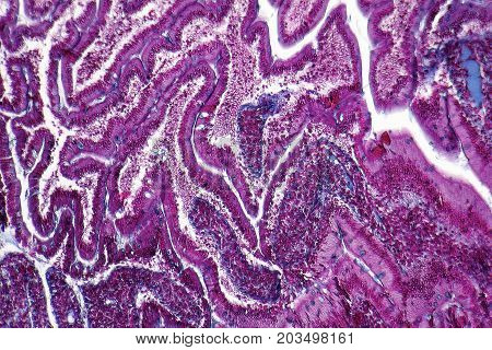 picture showing a full frame duodenum cross section micrography