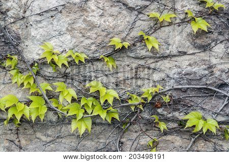 closeup shot of a fresh vine creeper plant on grey wall