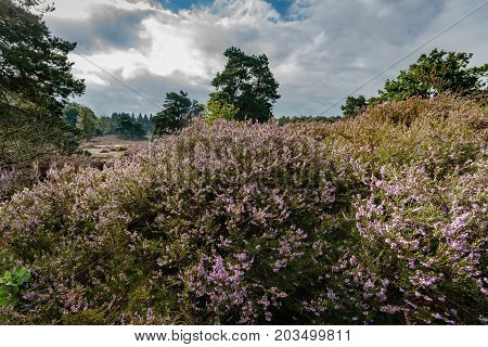 Purple flowering heaths and bushes on the Renderklippen near Epe Heerde on the Dutch Veluwe. The end of summer and the entrance of autumn.