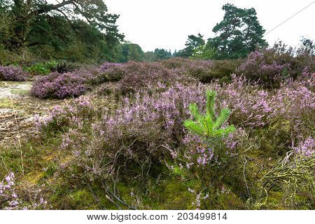 Purple flowering heaths and bushes on the Renderklippen near Epe Heerde on the Dutch Veluwe. The end of summer and the entrance of autumn.