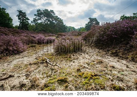 Purple flowering heaths and bushes on the Renderklippen near Epe Heerde on the Dutch Veluwe. The end of summer and the entrance of autumn.