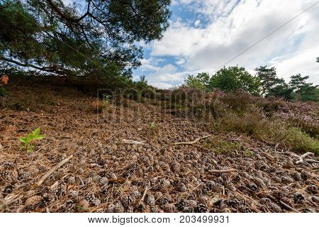 Closeup of pines cones and needles on the floor of a Dutch forest in the summer season.