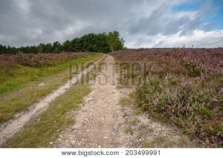 Sandpaths in a thriving pagan landscape full of purple blossoms. Typical Veluws landscape in Dutch natural areas