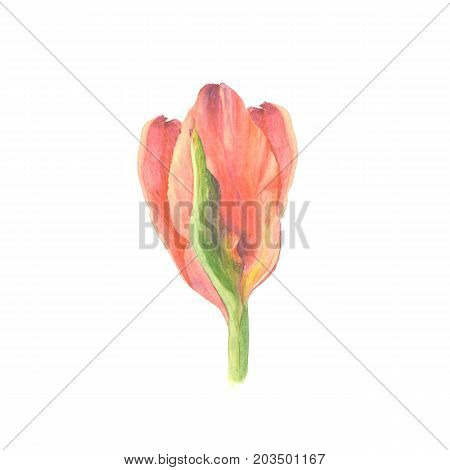 Botanical watercolor illustration sketch of red tulip flower on white background. 