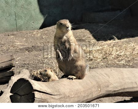 A lone Prairie Dog on sentinel duty  watching for danger.
 In a prairie dog town certain will watch for danger and signal
the other prairie dogs.