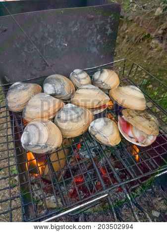 Sea shells Spisula sachalinensis are cooked on fire barbecue