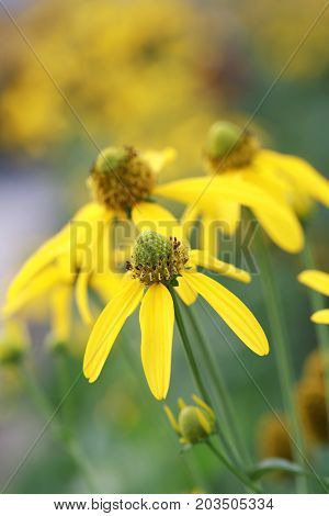Japanese sunflower or Nitobe chrysanthemum with bloom in the garden.