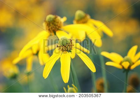Japanese sunflower or Nitobe chrysanthemum with bloom in the garden.