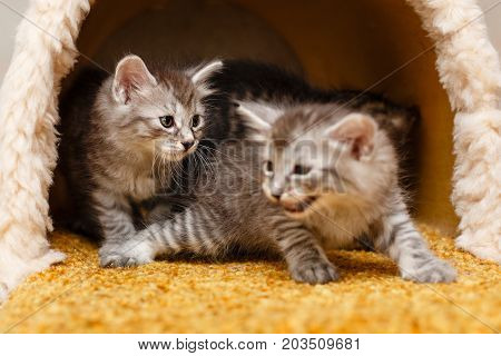 Two cute fluffy kitten playing in the cat house. Pets. Hypoallergenic breed of cats